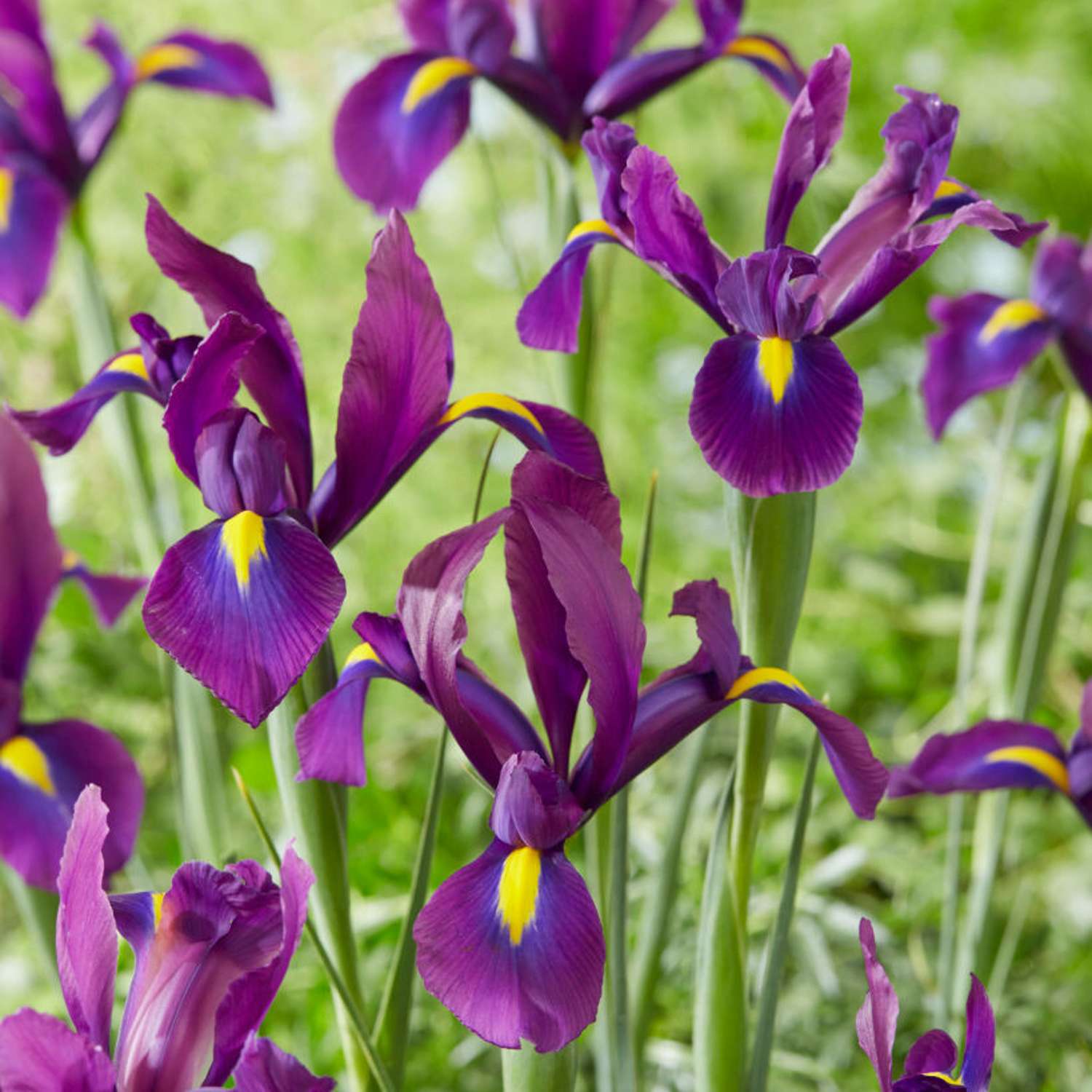 Iris hollandica 'Purple Sensation'